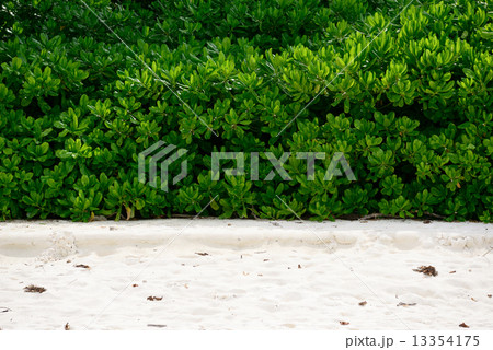 Idyllic plant on the beach of Andaman Sea Idyllic plant on the beach of Andaman Sea 13354175
