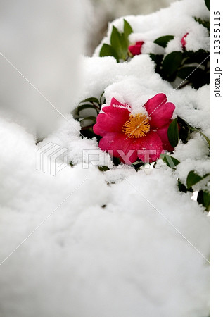 山茶花 山茶花 13355116