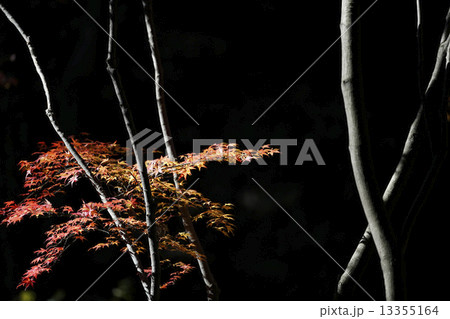 紅葉の頃 13355164