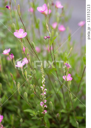 ねじり花 13355213