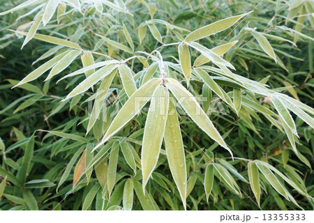 冬の風景・朝霜に縁どられた笹の葉・横位置 13355333