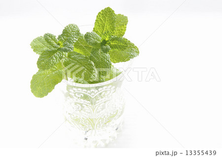 ミント ミント 13355439