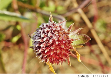 冬の背景素材・朝霜が縁どるセンニチコウの花・横位置 13355453