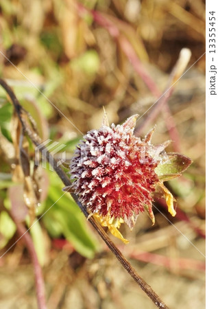 冬の背景素材・朝霜が縁どるセンニチコウの花・縦位置 13355454