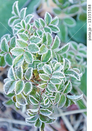 冬の背景素材・朝霜に縁どられるノイバラの葉・縦位置 13355588