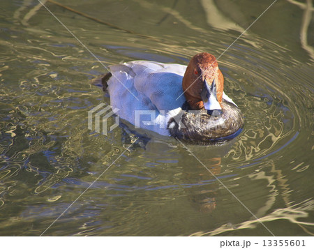 ホシハジロ 13355601