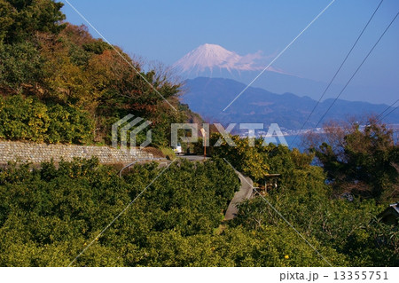 富士山とみかん畑 富士山とみかん畑 13355751