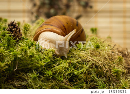 Albino snail 13356331