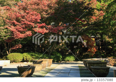 覚園寺の紅葉 13357080