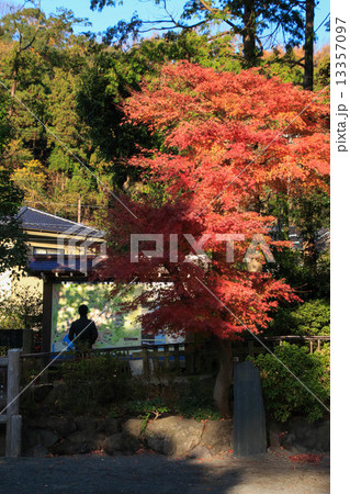 鎌倉宮の紅葉 鎌倉宮の紅葉 13357097