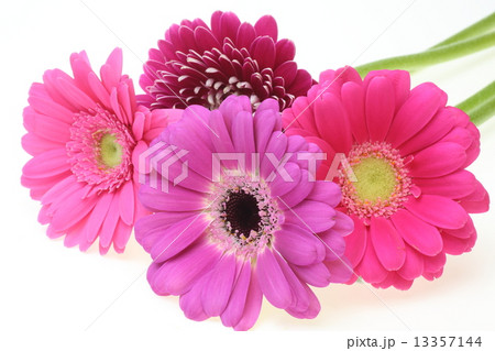 ガーベラ ガーベラ 13357144