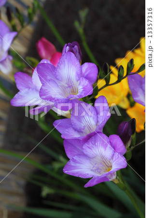 フリージア薄紫花の写真素材