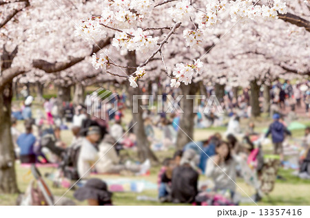 お花見 13357416