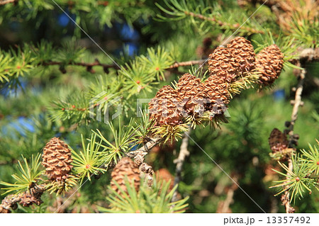 カラマツの球果 13357492