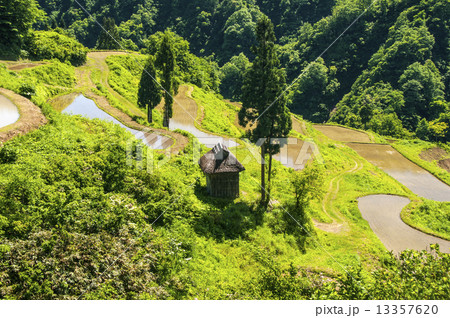 田植えを待つ棚田 13357620
