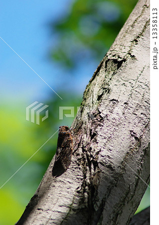 ニーニーゼミ 13358113