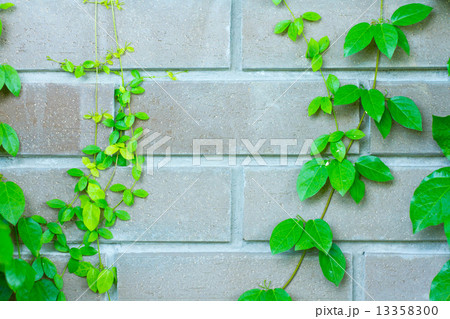 The Green Creeper Plant on the Wall The Green Creeper Plant on the Wall 13358300
