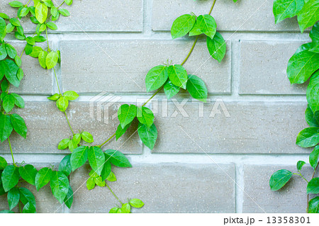 The Green Creeper Plant on the Wall The Green Creeper Plant on the Wall 13358301