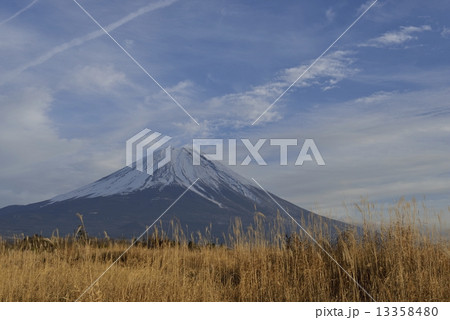 富士山と枯れ薄 富士山と枯れ薄 13358480