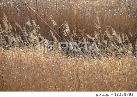 枯れすすきの風景　 13358793