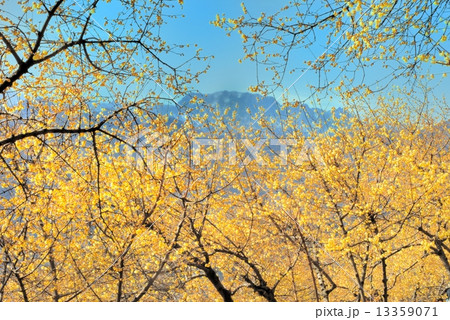 ロウバイ 13359071