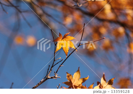 モミジ 13359128