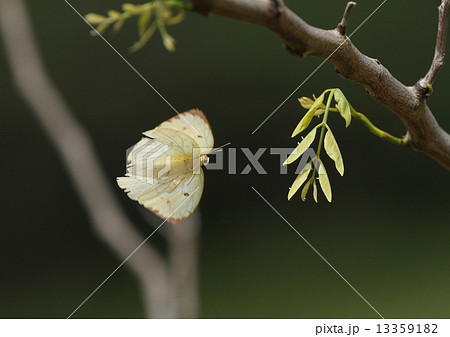 生き物 昆虫 ウスキシロチョウ、冬の暖かい日にメスがナンバンサイカチの葉に産卵しています① 生き物 昆虫 ウスキシロチョウ、冬の暖かい日にメスがナンバンサイカチの葉に産卵しています① 13359182