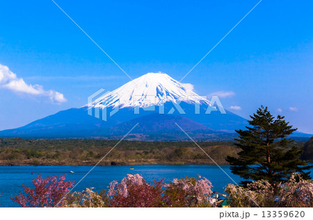 富士山と樹木 13359620