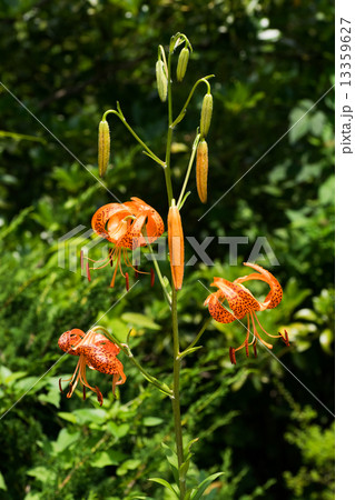 コオニユリ、ユリ科、日本固有種 13359627