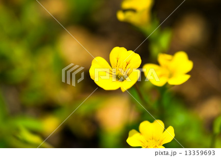 メルカドニア・種名不詳、オオバコ科、一年草 13359693