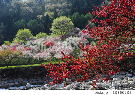 花桃の里　月川温泉 13360232
