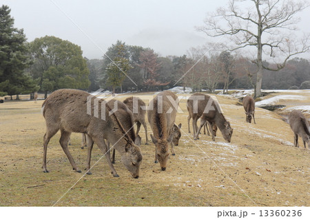 奈良公園　飛火野の鹿 13360236