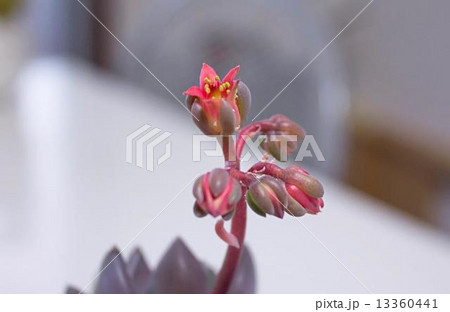 紫麗殿　のお花☆ 13360441