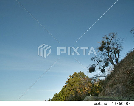 ヤドリギ3 13360508