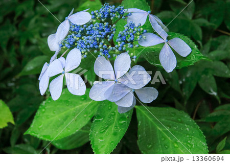 光則寺の紫陽花の写真素材