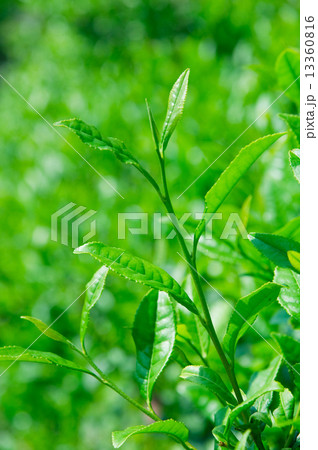 お茶の葉 13360816