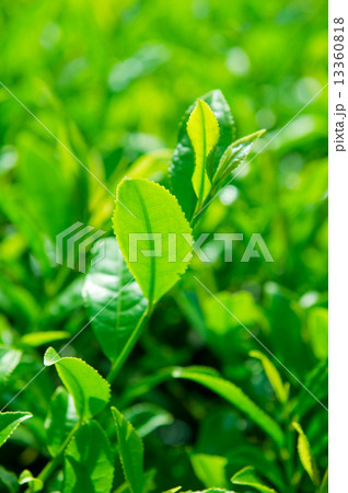 お茶の葉 13360818