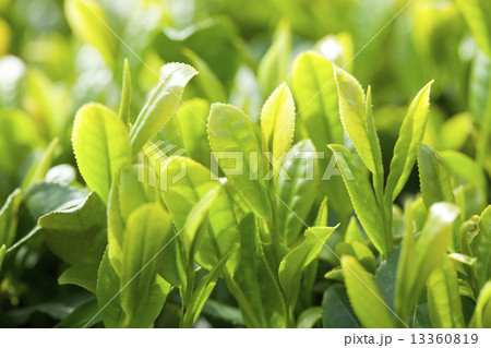 お茶の葉 13360819