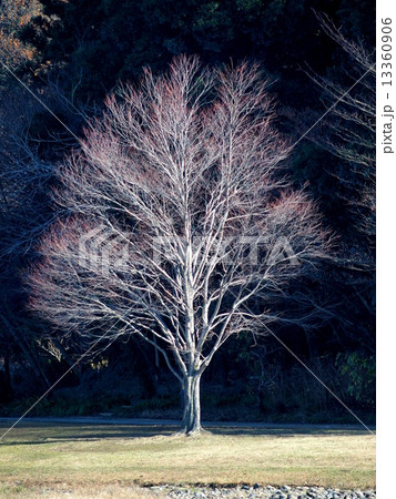 桂の枯れ木 桂の枯れ木 13360906