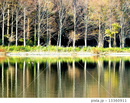 池に映る晩秋の林 池に映る晩秋の林 13360911