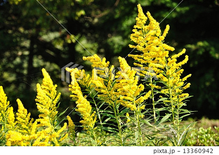 セイタカアワダチソウ 13360942