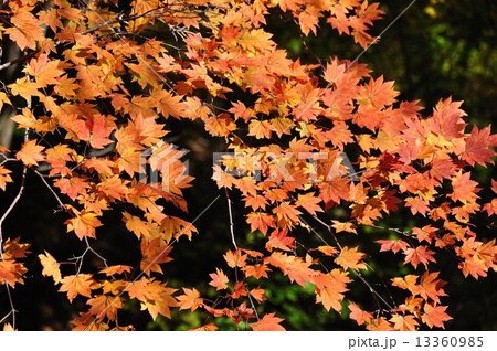 いろは紅葉 いろは紅葉 13360985