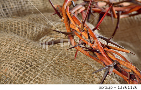 crown of thorns crown of thorns 13361126