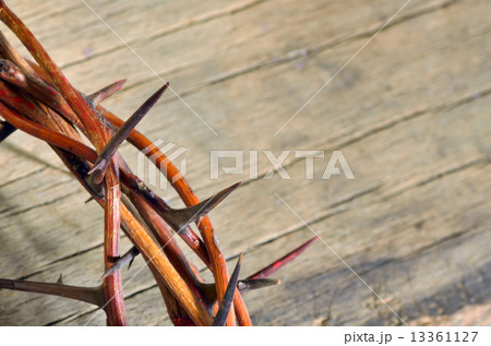 crown of thorns 13361127