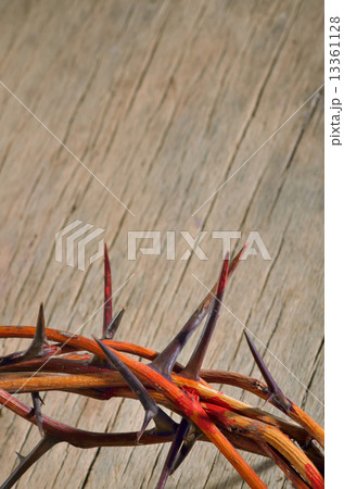 crown of thorns 13361128