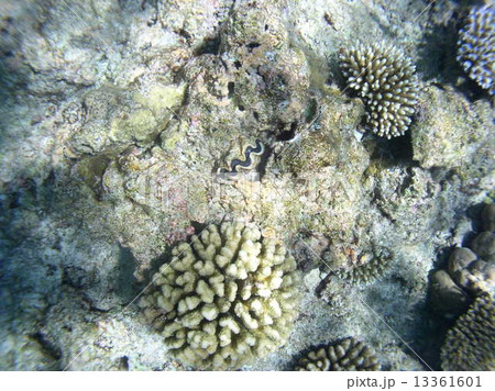 パラオの浅瀬のサンゴとシャコ貝 13361601