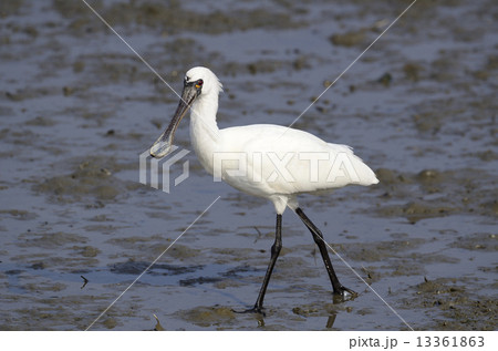 クロツラヘラサギ 13361863