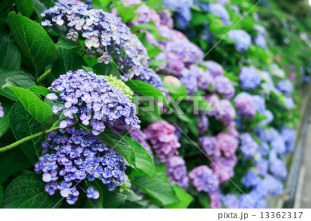 成就院の紫陽花 成就院の紫陽花 13362317