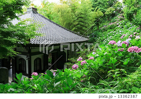 長谷寺の紫陽花 長谷寺の紫陽花 13362387