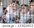 動物園 13362653